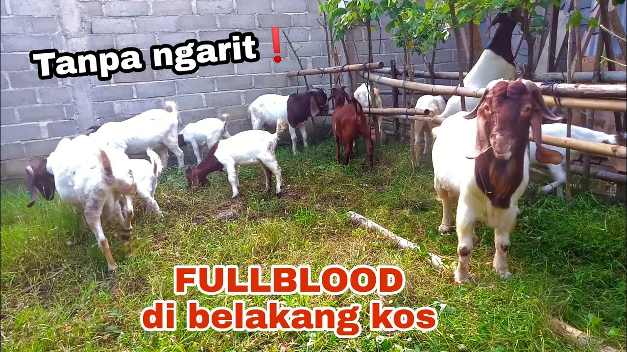 Di Belakang KOST❗️Ternak kambing boer, hiburan yang menghasilkan