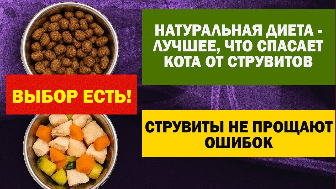 Отварное мясо и овощи против камней у кота: как натуральная диета защищает кошку от струвитов