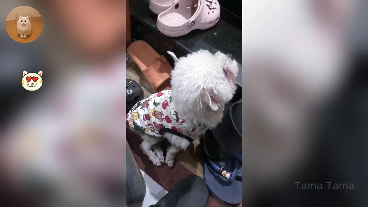 The Funniest Cat Videos 🐱 Try Not To Laugh Part 60