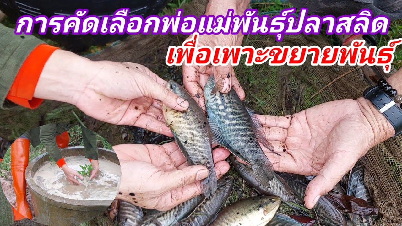 การคัดเลือกพ่อแม่พันธุ์ปลาสลิดเพื่อนำมาเพาะขยายพันธุ์ #ปลาสลิด #ขยายพันธุ์ #เพาะปลาสลิด #พ่อพันธุ์