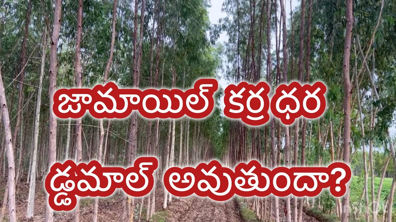 జామాయిల్ కర్ర ధర డమాల్ అవుతుందా?