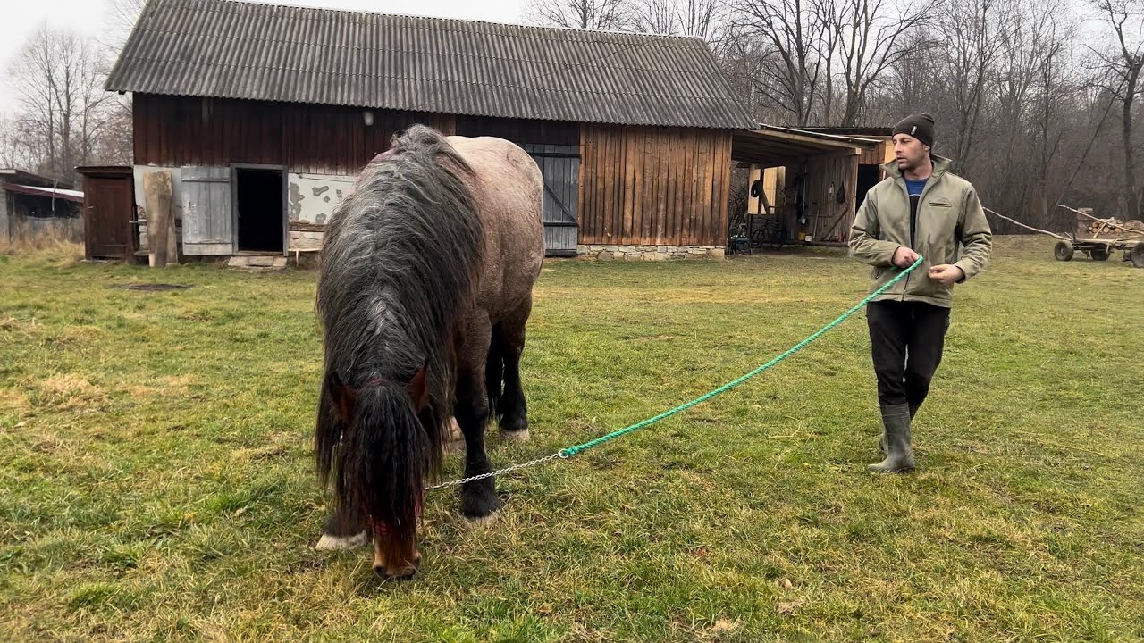 Жеребець ДАКАР та кобила СУМА/ можливий продаж.Коні у Україні.
