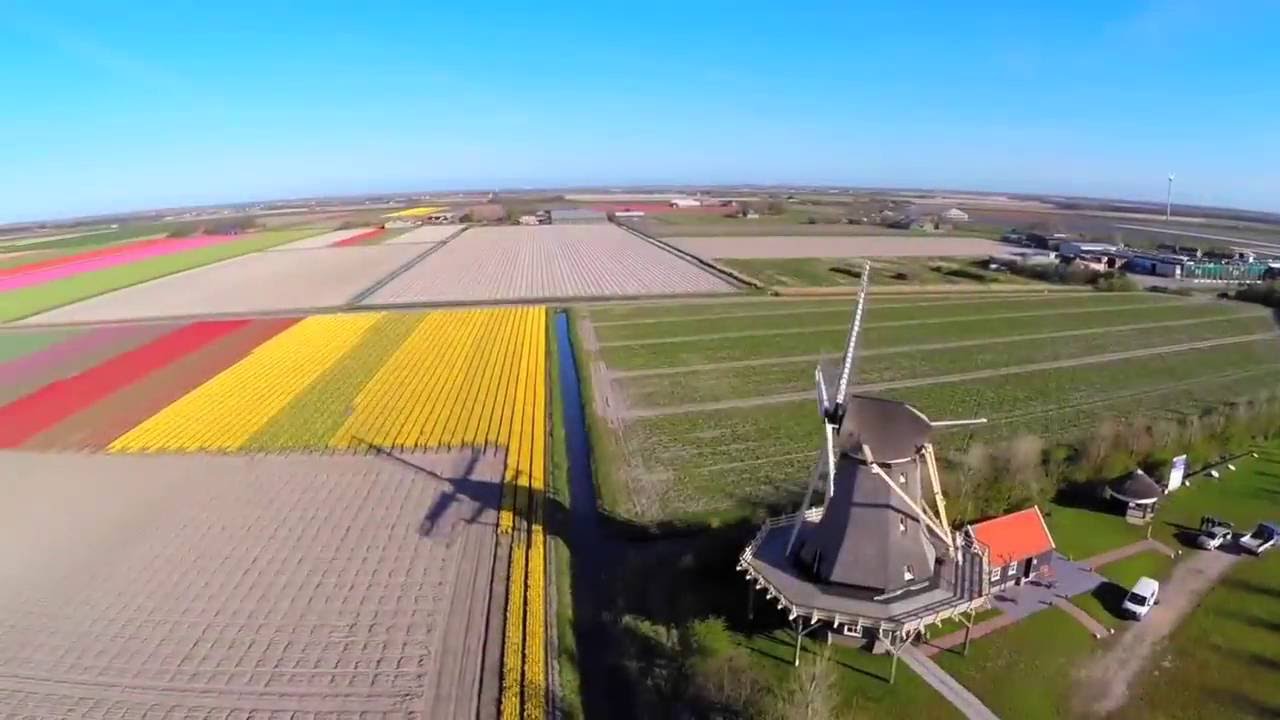 Tulip Flower Fields of the Netherlands | DutchGrown&reg;