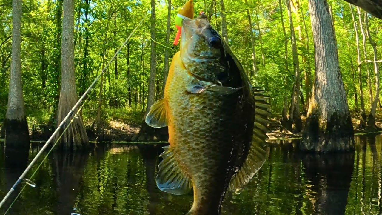 Spring Bream fishing - Bluegills and Red Ear Shell Cracker