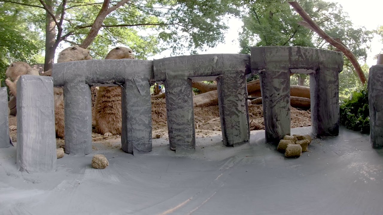 This is Summer Solstice: Prairie Dog Stonehenge Enrichment