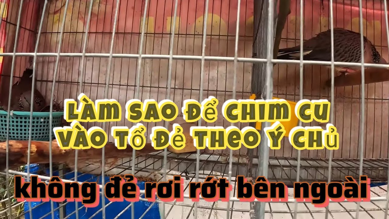 mẹo khắc phục chim cu g&aacute;y kh&ocirc;ng v&agrave;o ổ đẻ | G&oacute;c Nhỏ Qu&ecirc; T&ocirc;i