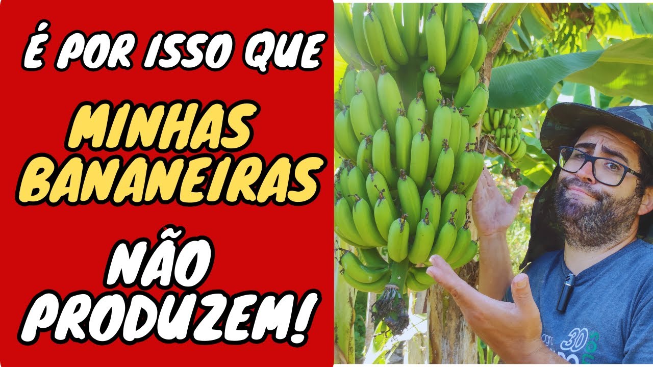 🔴 Minha Bananeira Não Produz? Saiba os Principais Motivos e Soluções!
