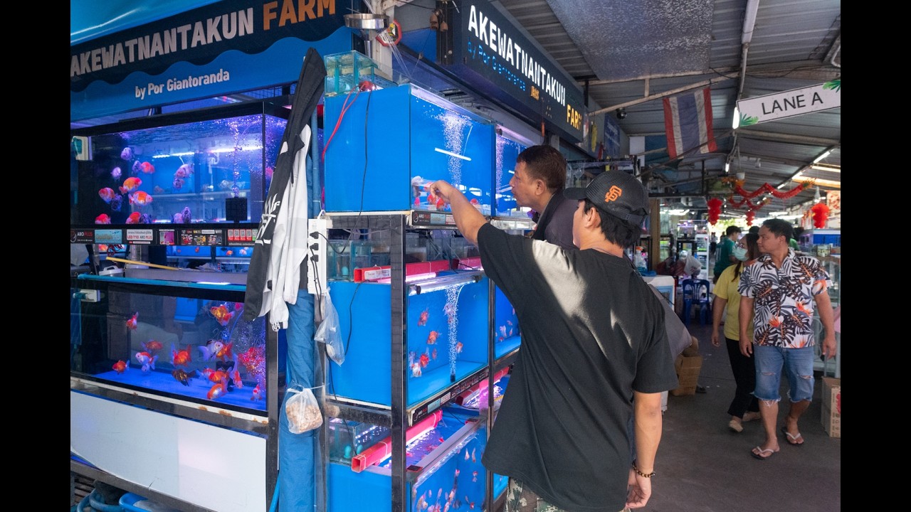 [4K] Walking Through Chatuchak Fish Market a Bangkok colorful aquarium fish shops