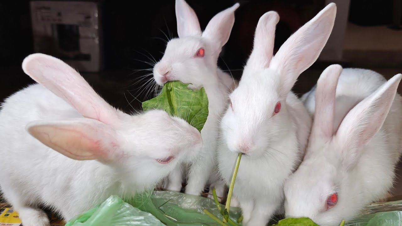 Radha Krishna Pets 🐇 | Cute Rabbit Shorts & Care Tips