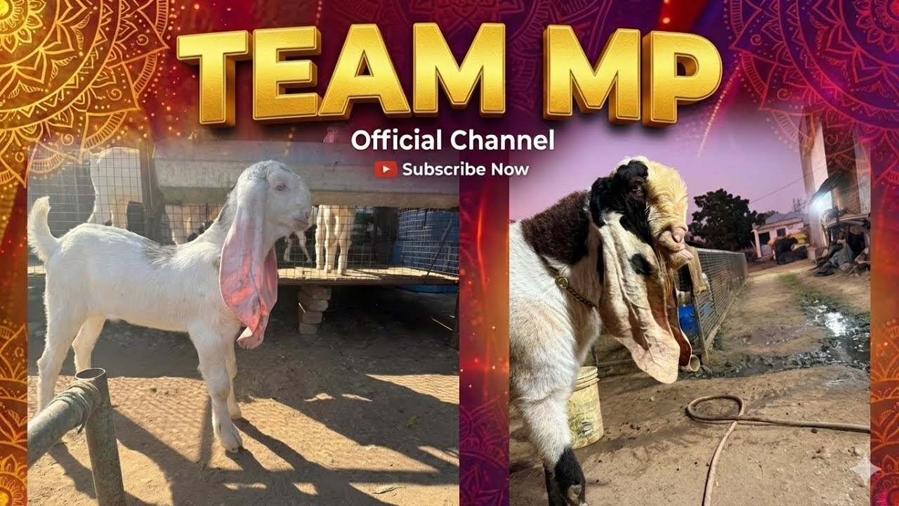 Mashallah hybrid Goat Farm Limdi Gujarat Pr Team MP Goat ￼ Expo 2026