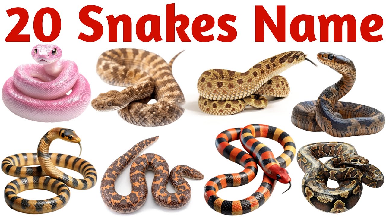 20 Snake Names in English for Kids | Learn Snake Species with Pictures and Sounds