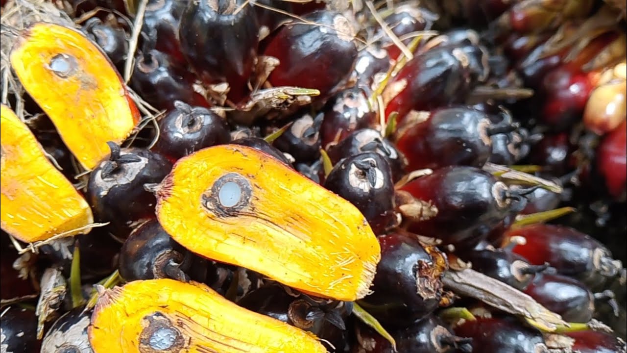 Pabrik Sawit Suka, Tapi Petani Kurang Suka