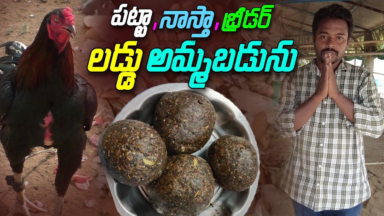 పుంజుల బలానికి వాడే పట్టా లడ్డు , నాస్తా లడ్డు , బ్రీడర్ లడ్డు అమ్మబడును | Andhra Farms |