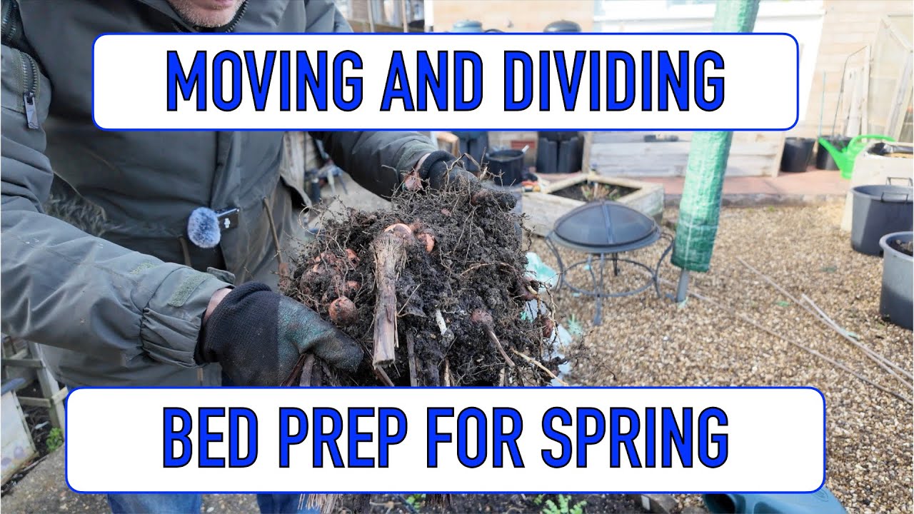 DIVIDING CROCOSMIA, MOVING PLANTS AND BED PREP