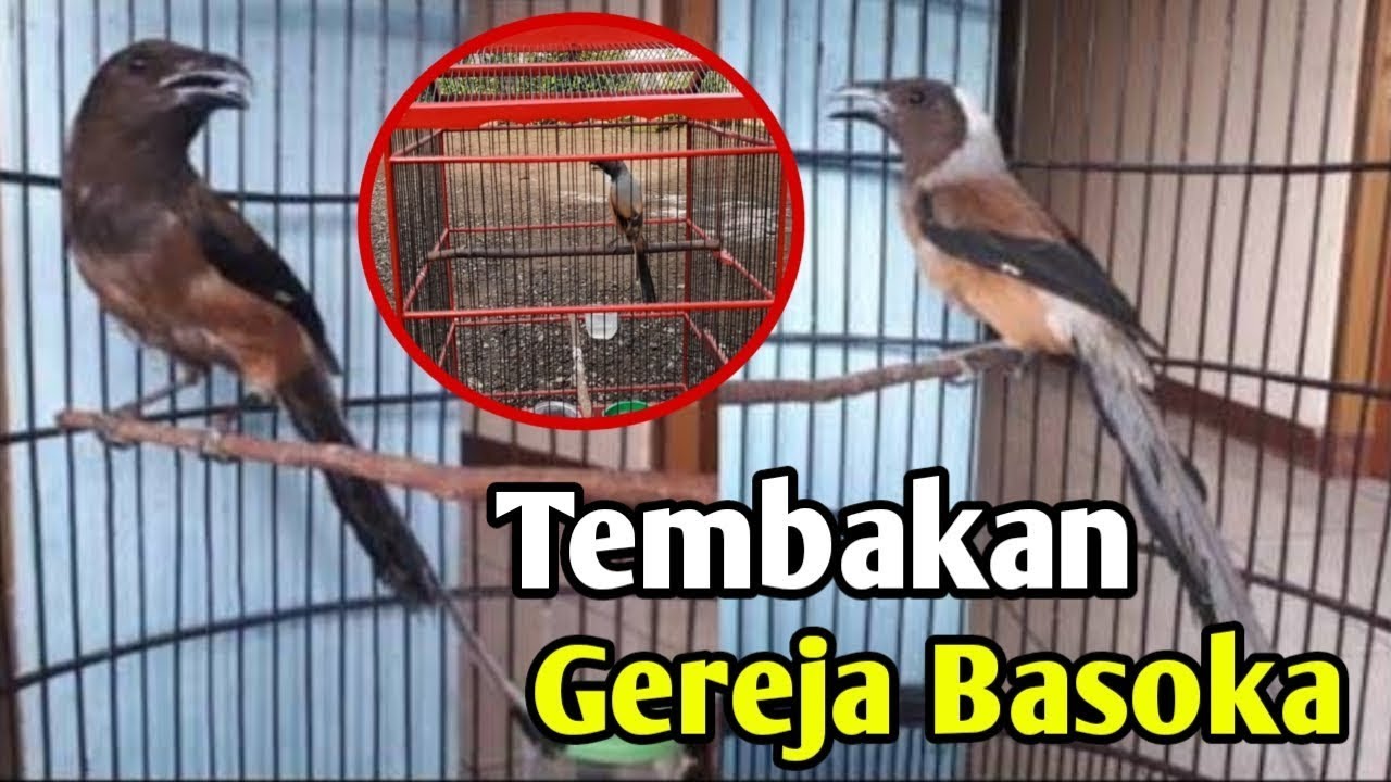 CENDET SEPERTI INI SEKARANG SUSAH DITEMUKAN