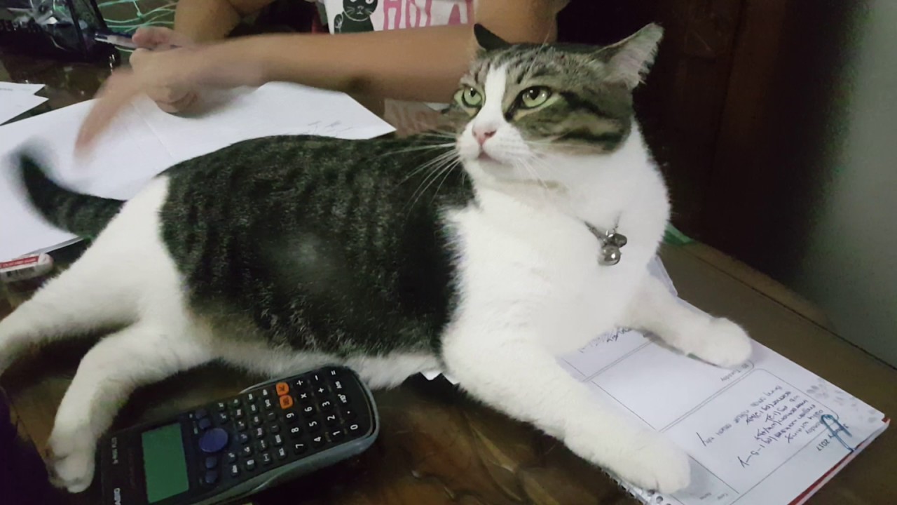 Cat - not allowed sister doing homework
