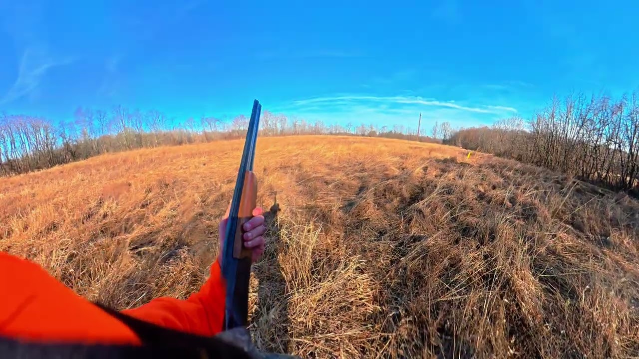 First Upland Field Trial: Derby Pointing Division! 🐕 May & Birds Galore | Lessons Learned