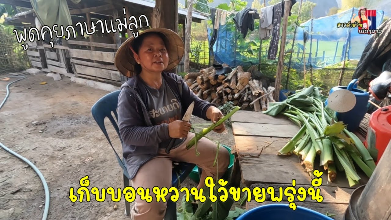 วันนี้ฝนตก พึ่งหยุด แม่เก็บบอนหวานใว้ขายพรุ่งนี้...อ่อมบอนใส่ไข่มดแดงคงอร่อย 