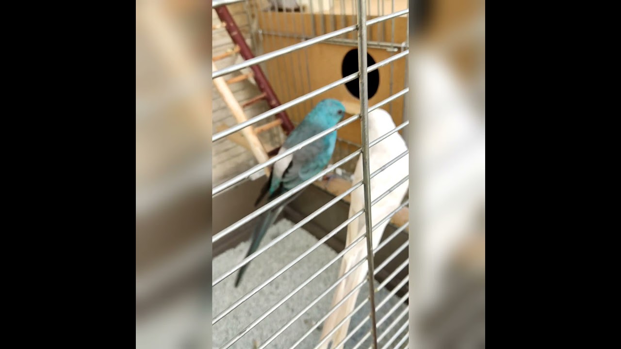 my red rumped