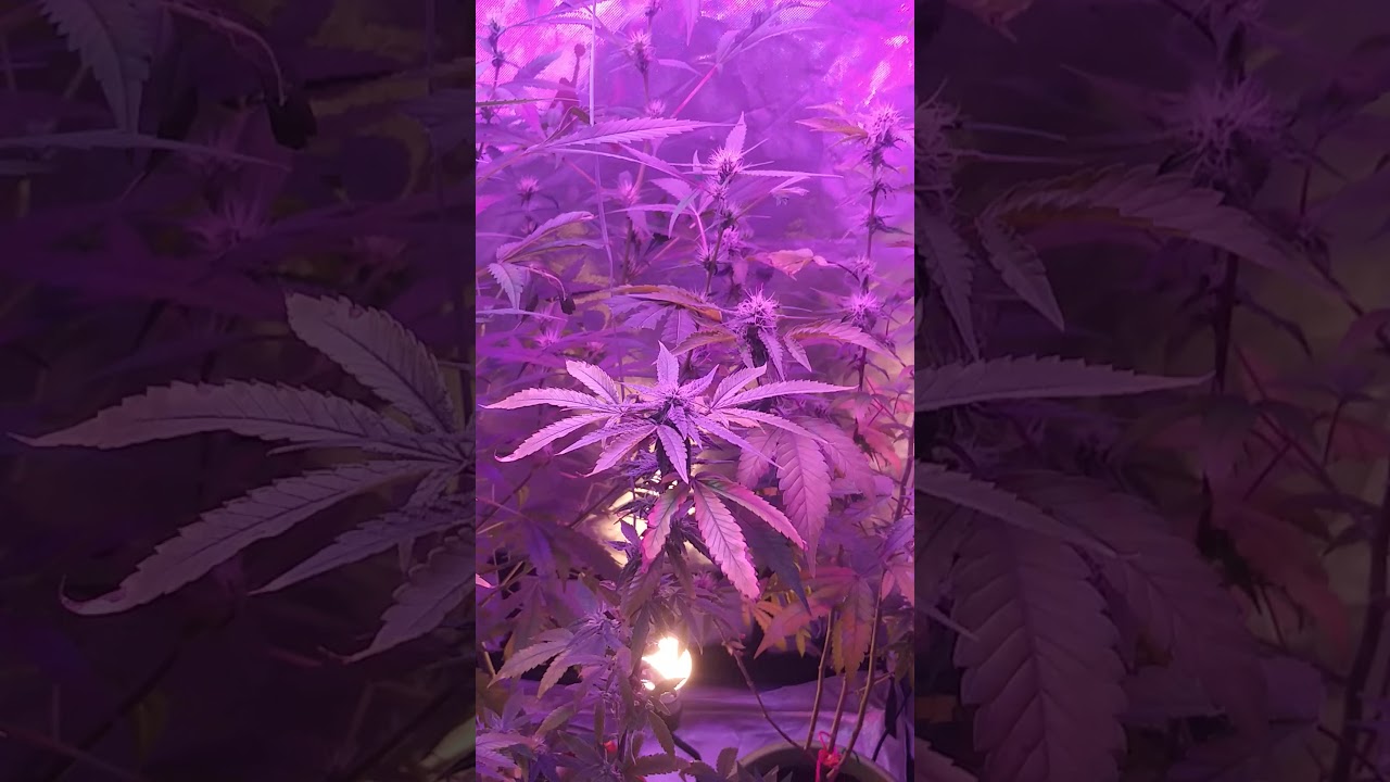 Sour tangie take over