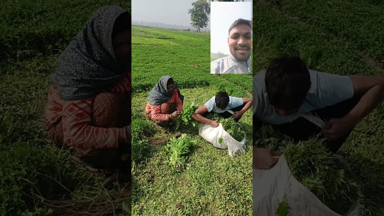 Sarso ke khet me