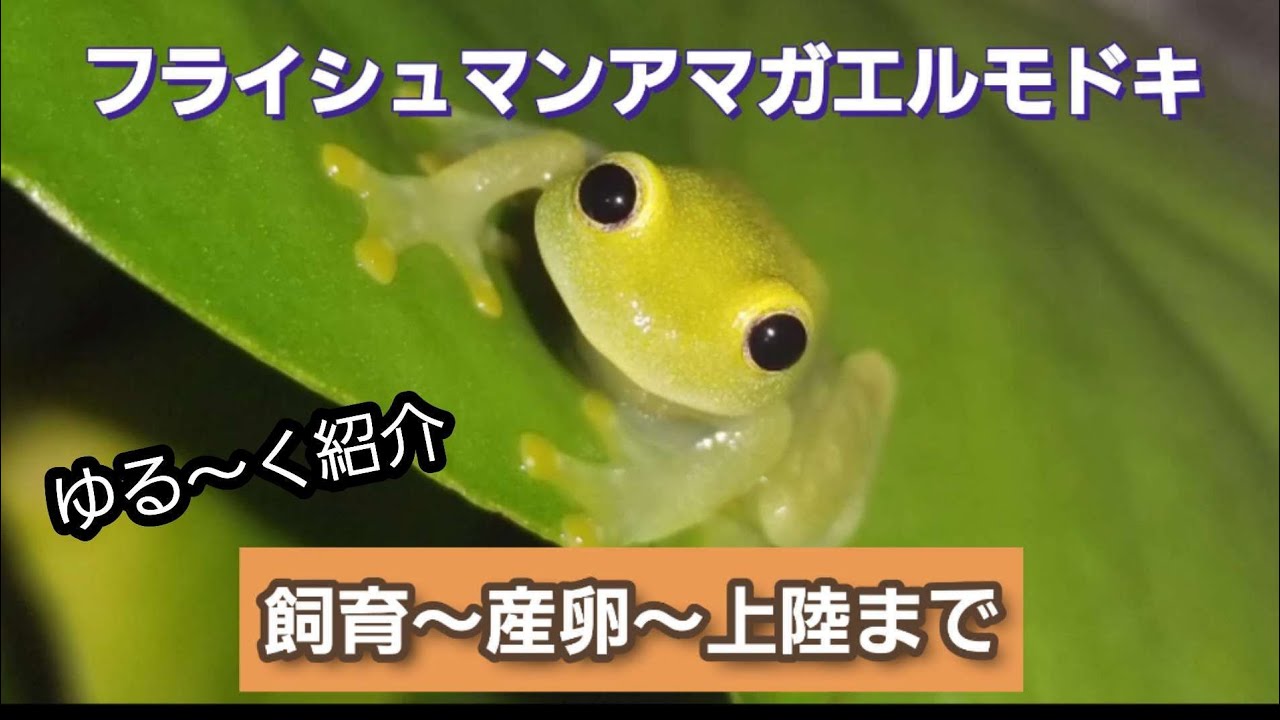 フライシュマンアマガエルモドキ　ゆる～く紹介【飼育～産卵～上陸】