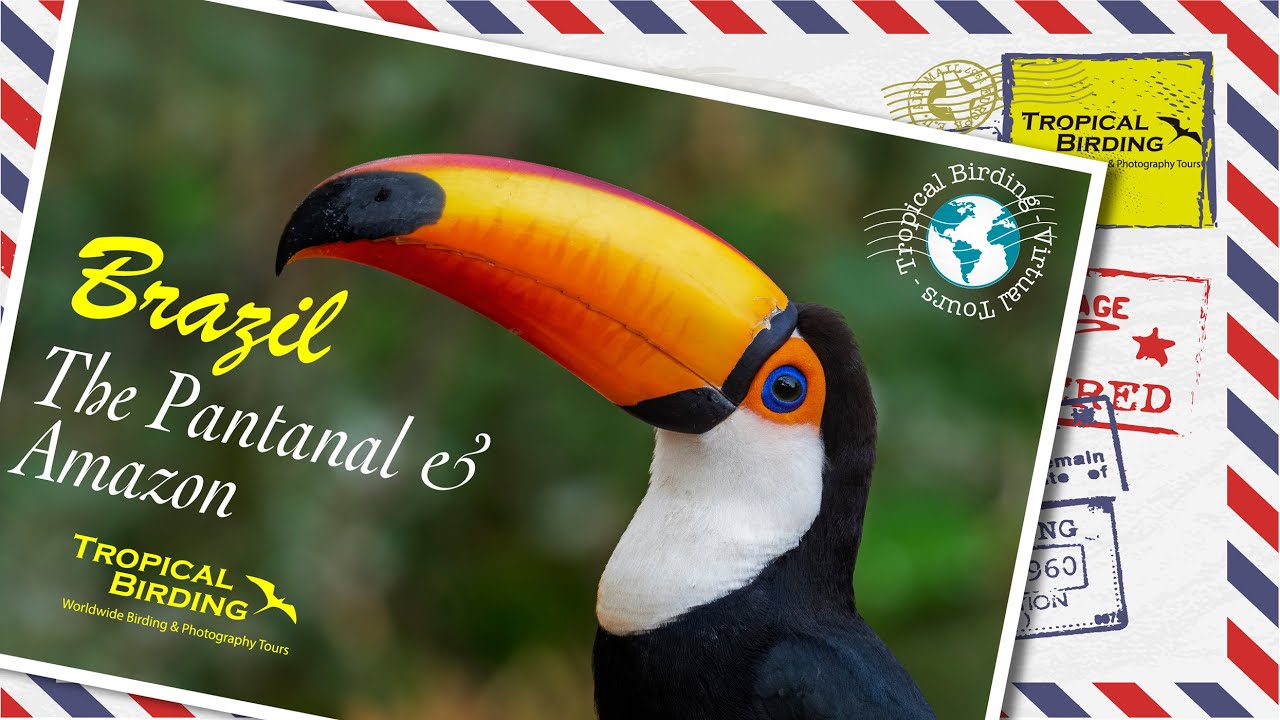 Tropical Birding Virtual Bird and Wildlife Tour of the Pantanal by Andres Vasquez