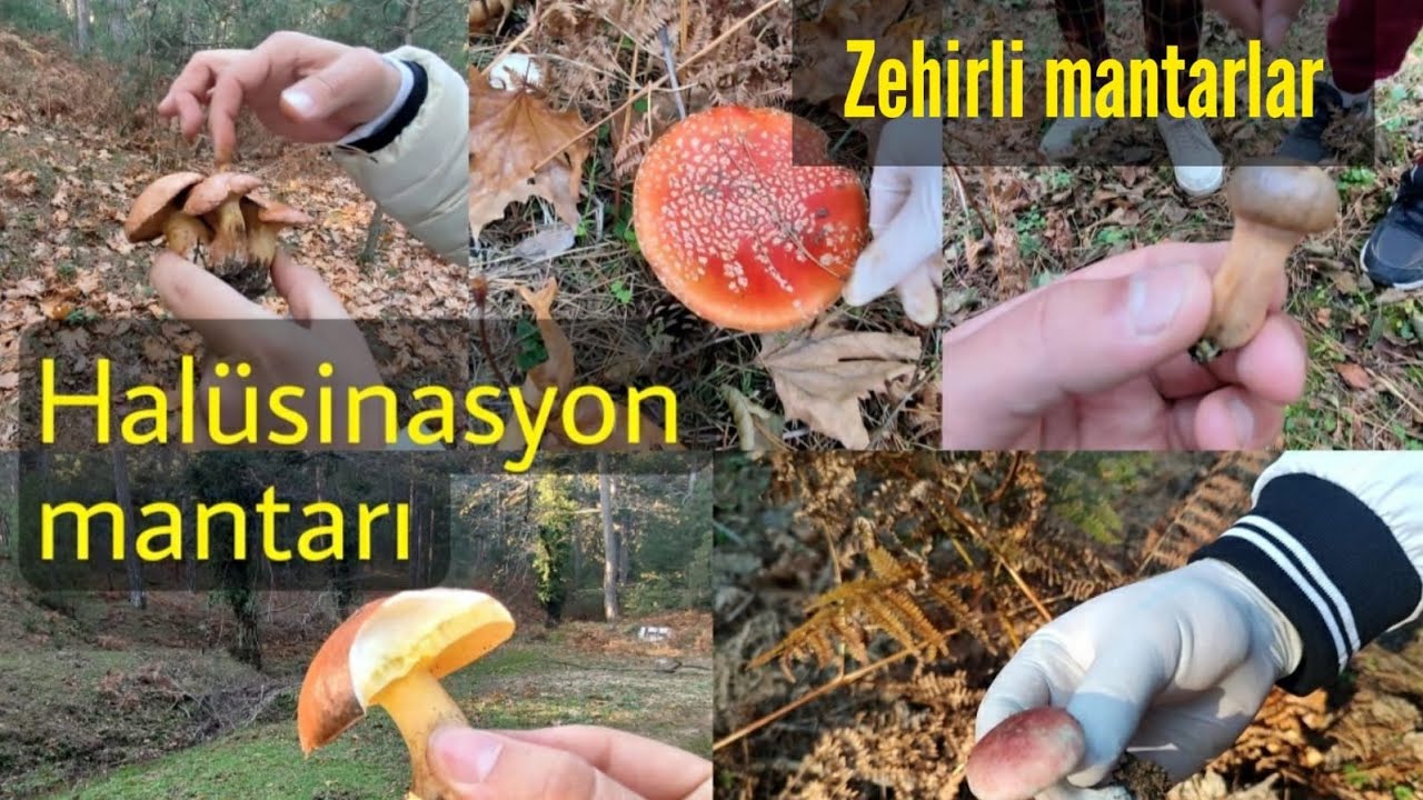#Hanlar #Kazdağları Vlogumuz.. #Amanita (sinek )mantarı bulduk. #Halüsinasyon mantarı familyasından.