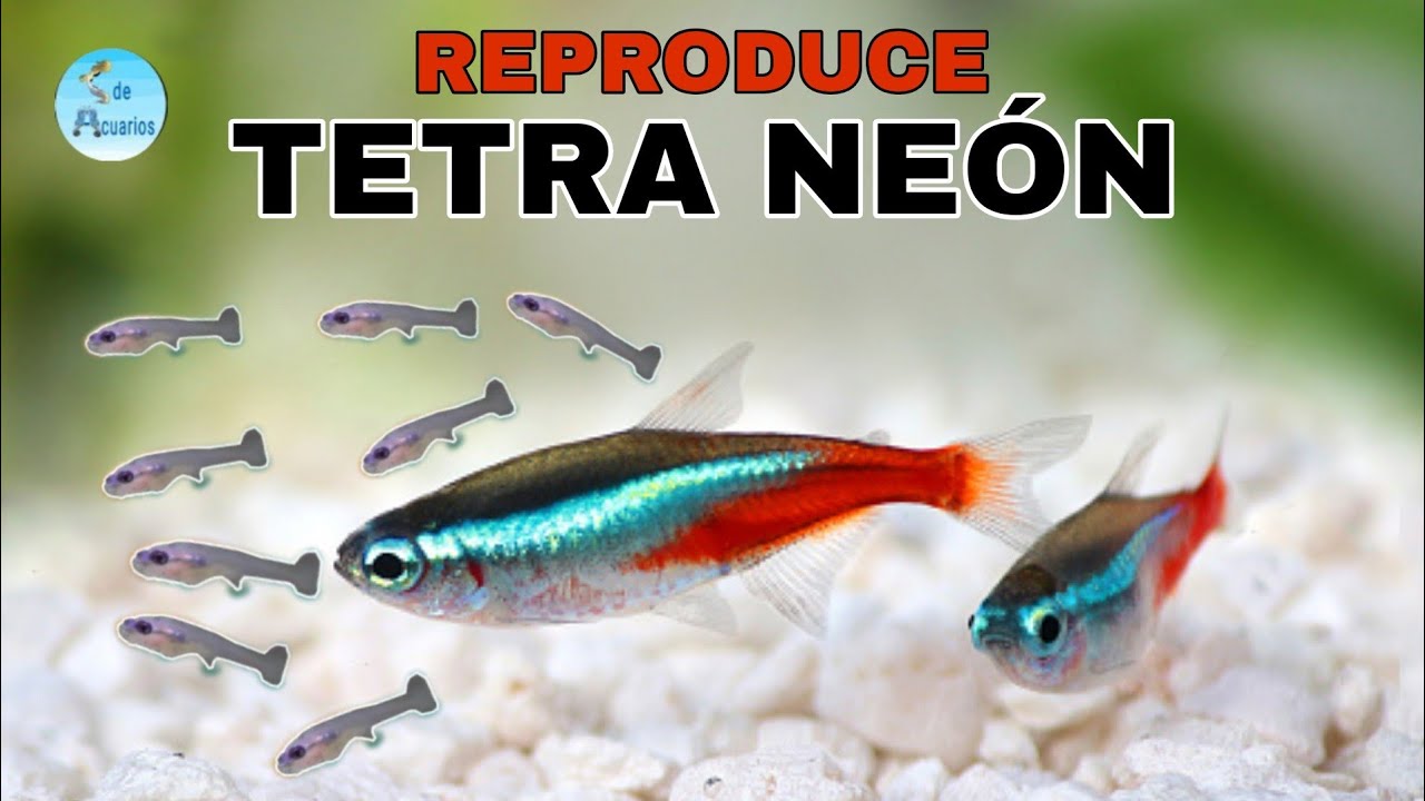 CÓMO REPRODUCIR TETRA NEON!, EN CASA (PARTE 1)