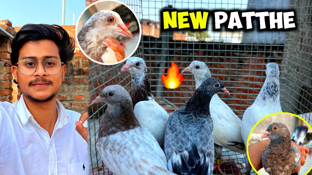 🏡LOFT ke Naye 🕊️Patthe Ka 👀SHOK Kare