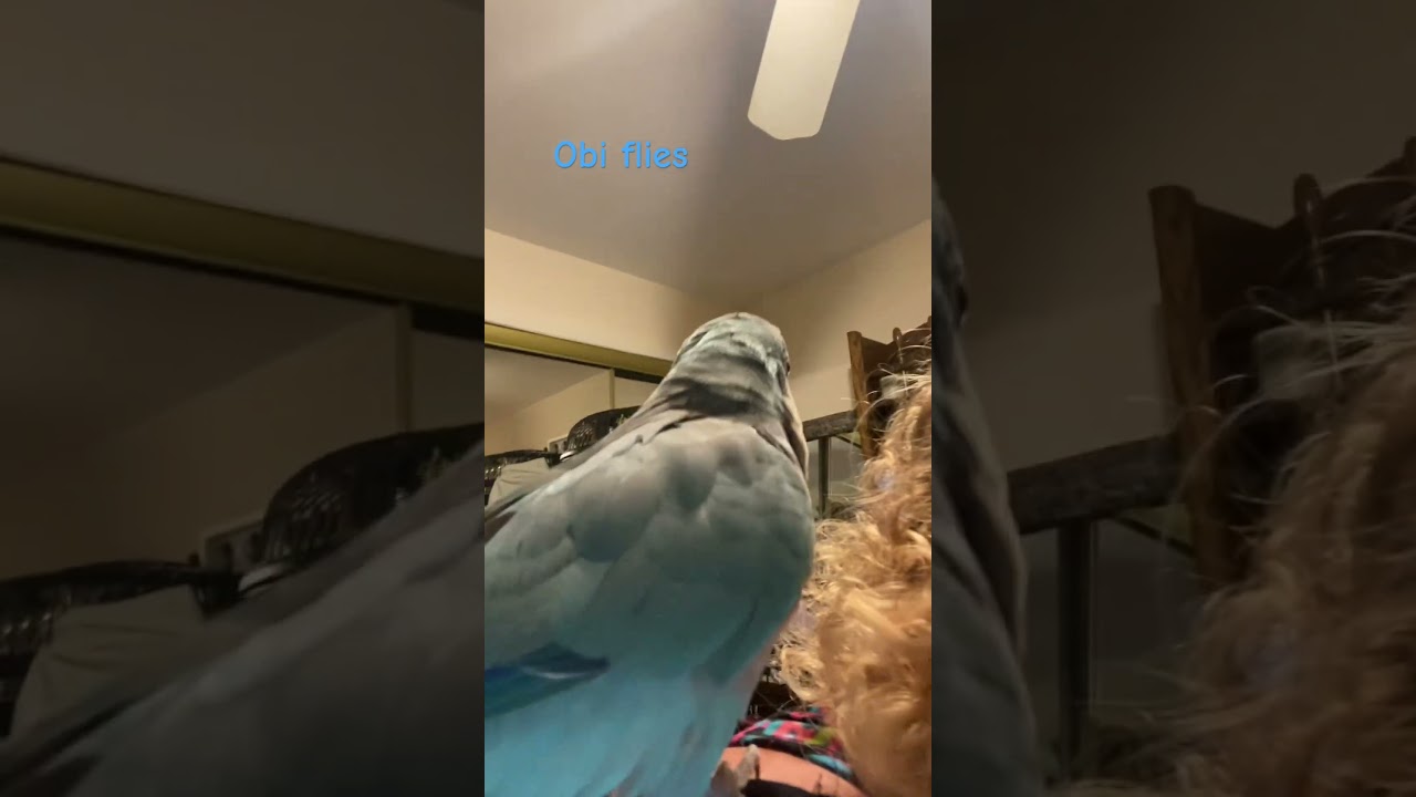 Obi flies to his cage #quakerparrot #parrot #obi #birds #birdlaw