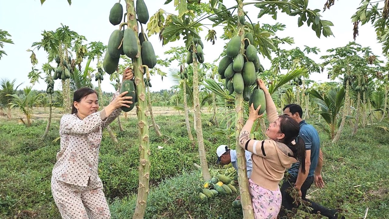 Thương Lái Ép Giá Buộc Lòng Người Dân Thà Đốn Bỏ Chứ Không Bán Rẻ Thành Quả Của Mình | BQCM & Family