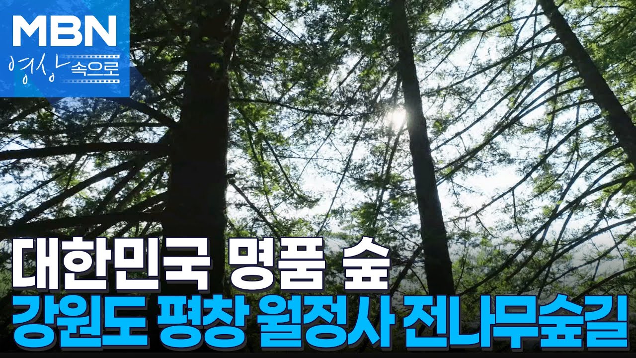 강원도 평창 월정사 전나무숲길 [MBN 영상속으로]