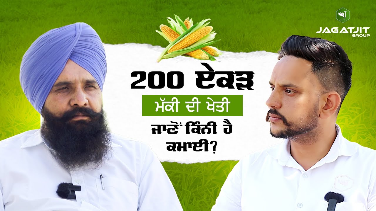 200 ਏਕੜ ਮੱਕੀ ਦੀ ਖੇਤੀ ਜਾਣੋ ਕਿੰਨੀ ਹੈ ਕਮਾਈ ? | Jagatjit group