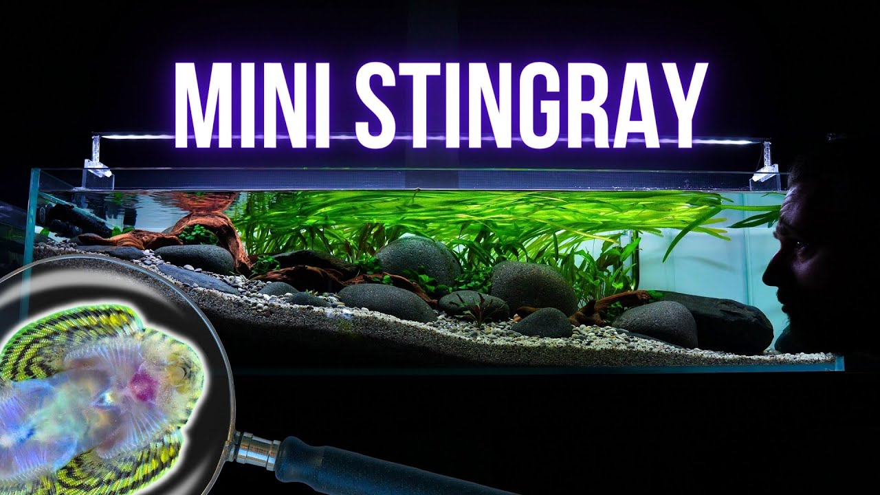 STINGRAY looking HILLSTREAM LOACH joins HILLSTREAM AQUARIUM | EP3 SLOPED RIVER TANK