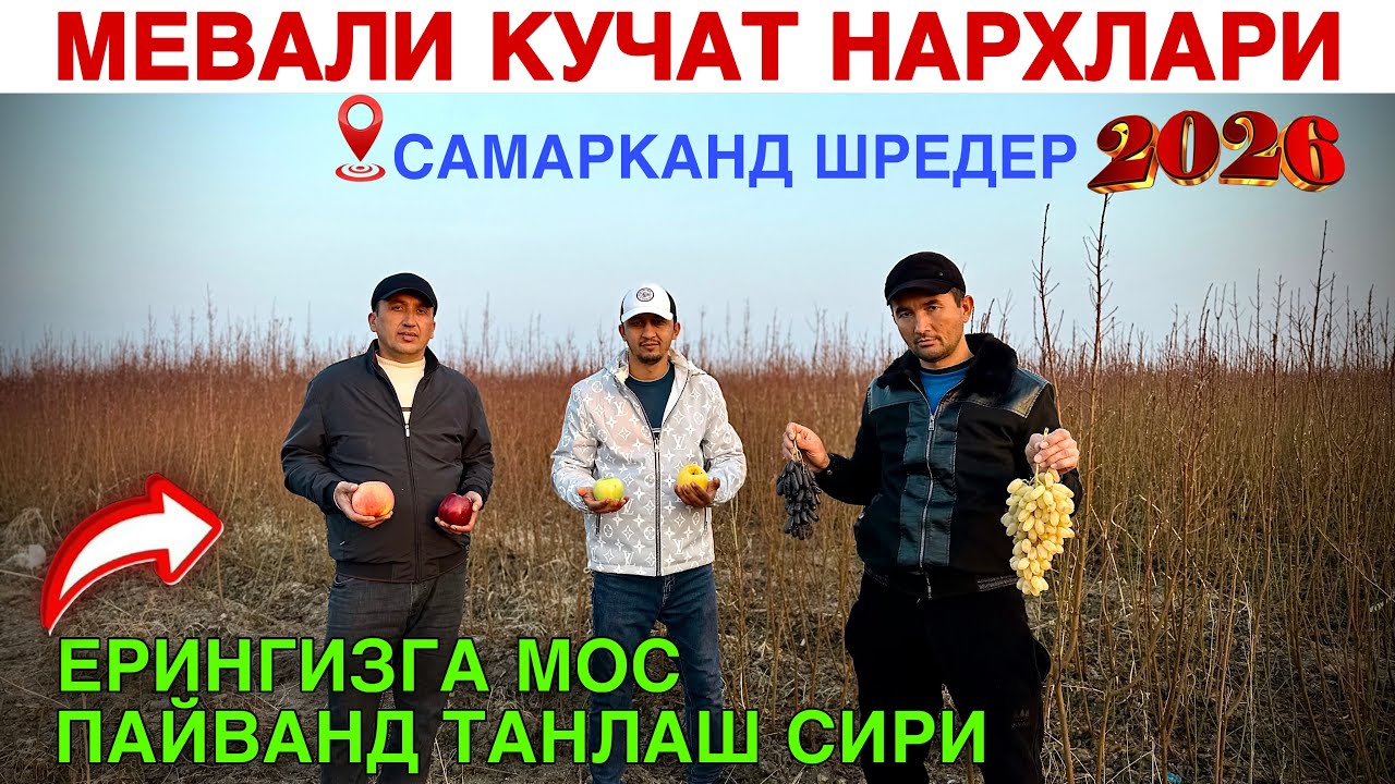 🌳 МЕВАЛИ КУЧАТ НАРХЛАРИ 2026 | САМАРКАНД | Тукал кучатлари ОПТОМ – энг арзон жойи 💥