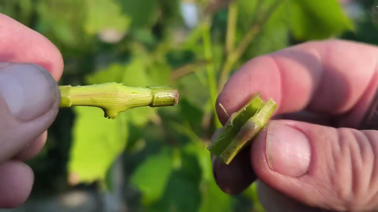 ,,László Szemzès😱,, ilyet még nem sokan csináltak +előző oltások analizálása🍇