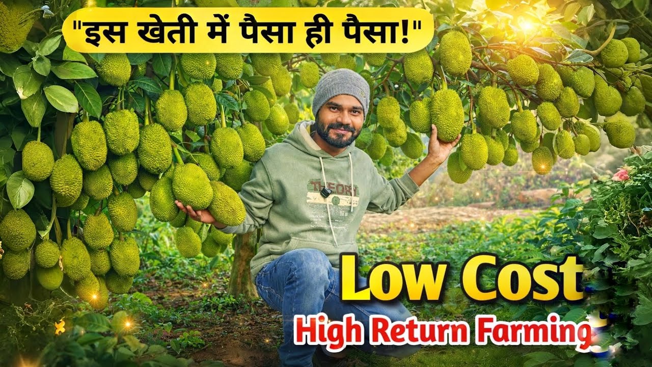 Low Investment Farming Idea 2026 | Kathal से बंपर मुनाफा