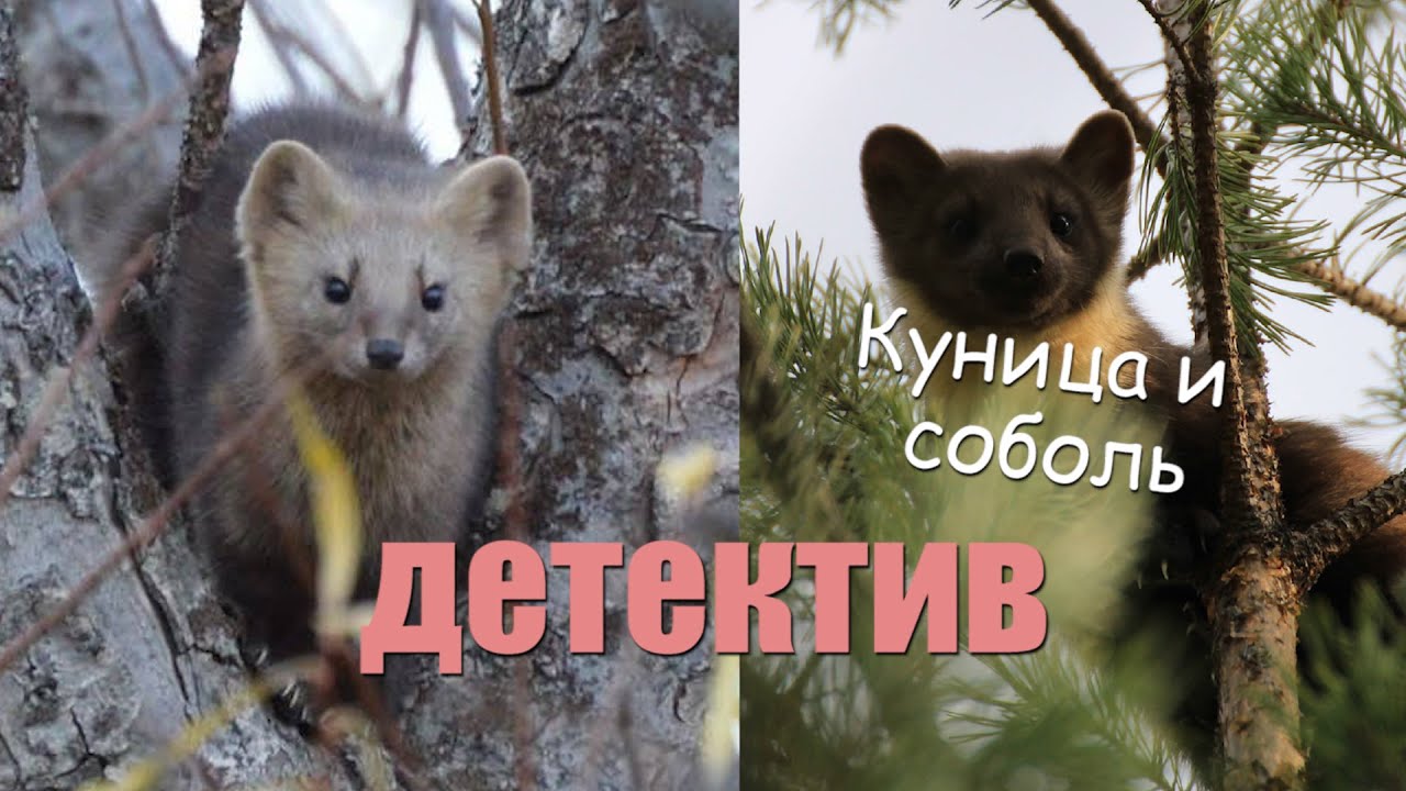 Странствующие куницы