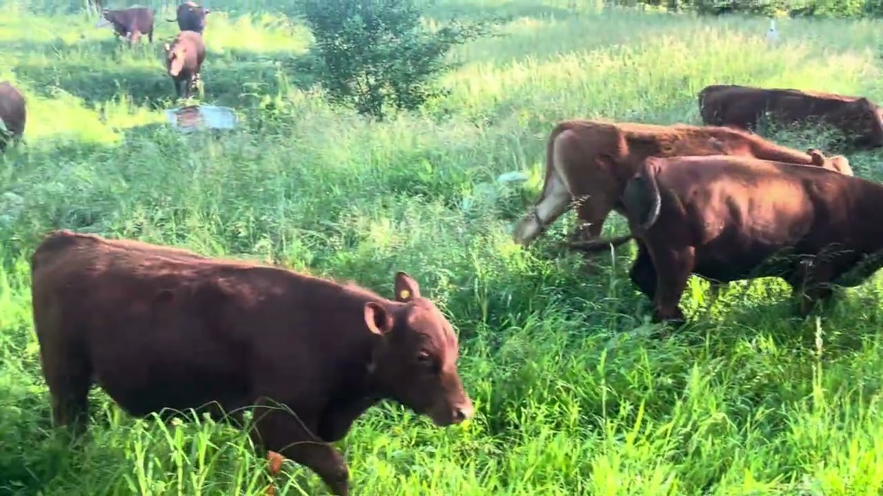 Greg Judy is in grass haven at the bull farm!