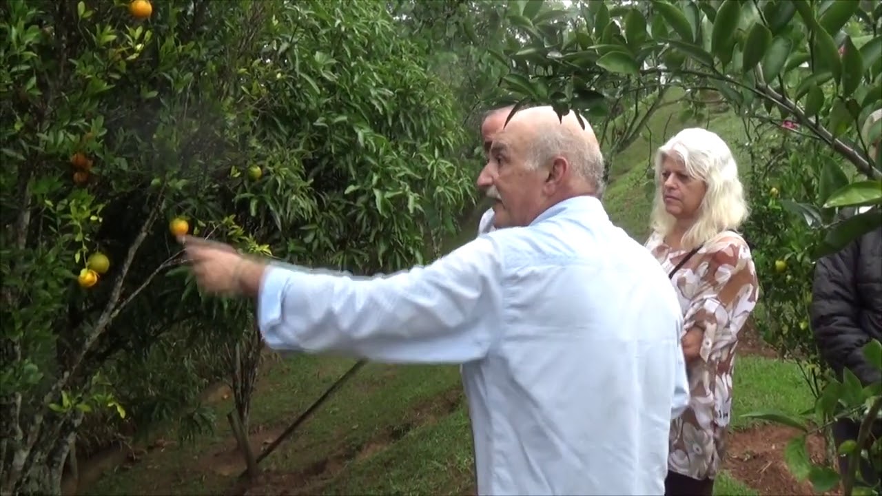 1227 ) – PODA DE CITRUS EM GERAL – MAIRINQUE - SÃO PAULO