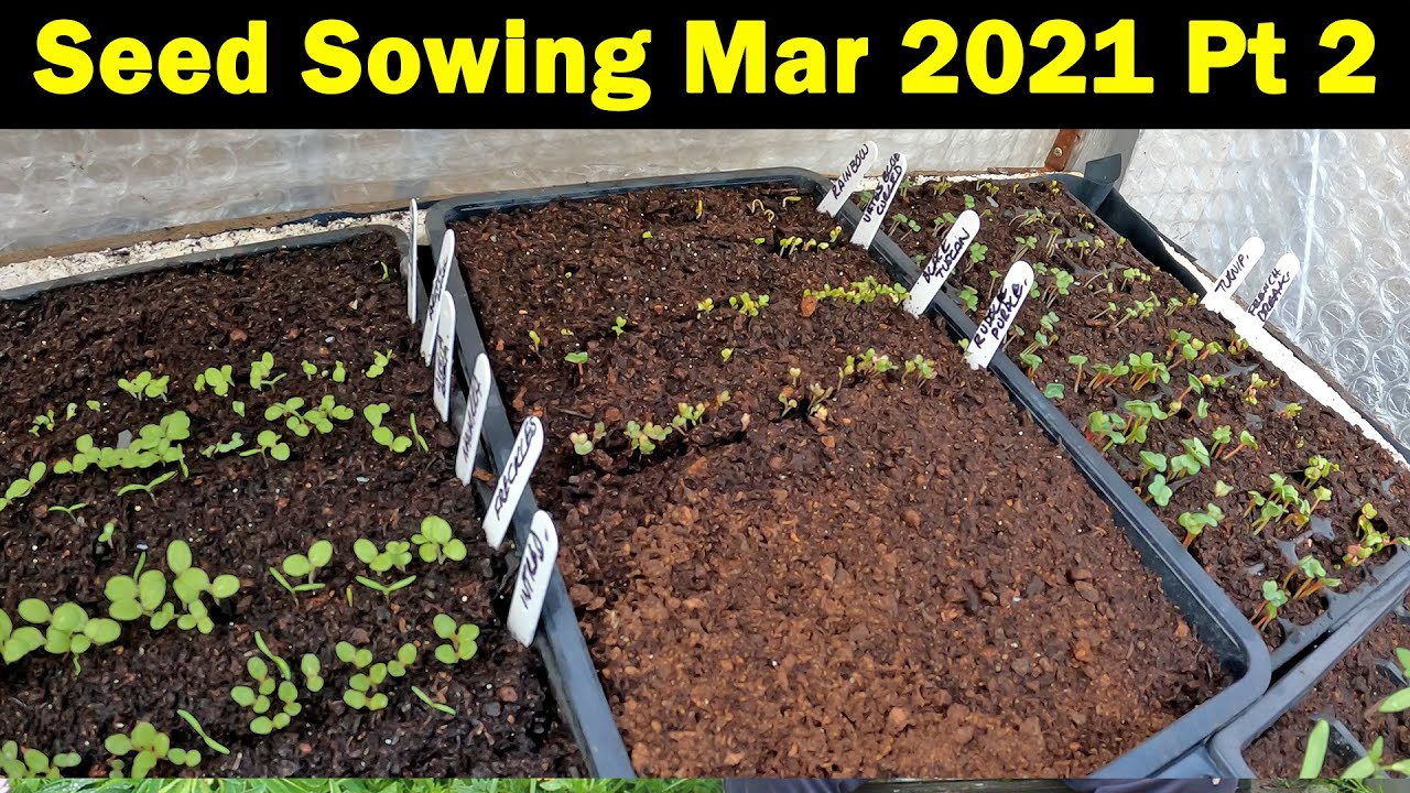Seeds to Sow in March | Seed Sowing in March | Vegetable Sowing | Veg and Herbs | Green Side Up