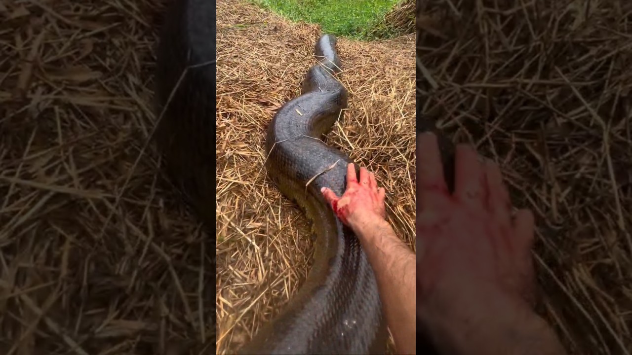 День 21 &ndash; В поисках анаконды | 10М 🐍