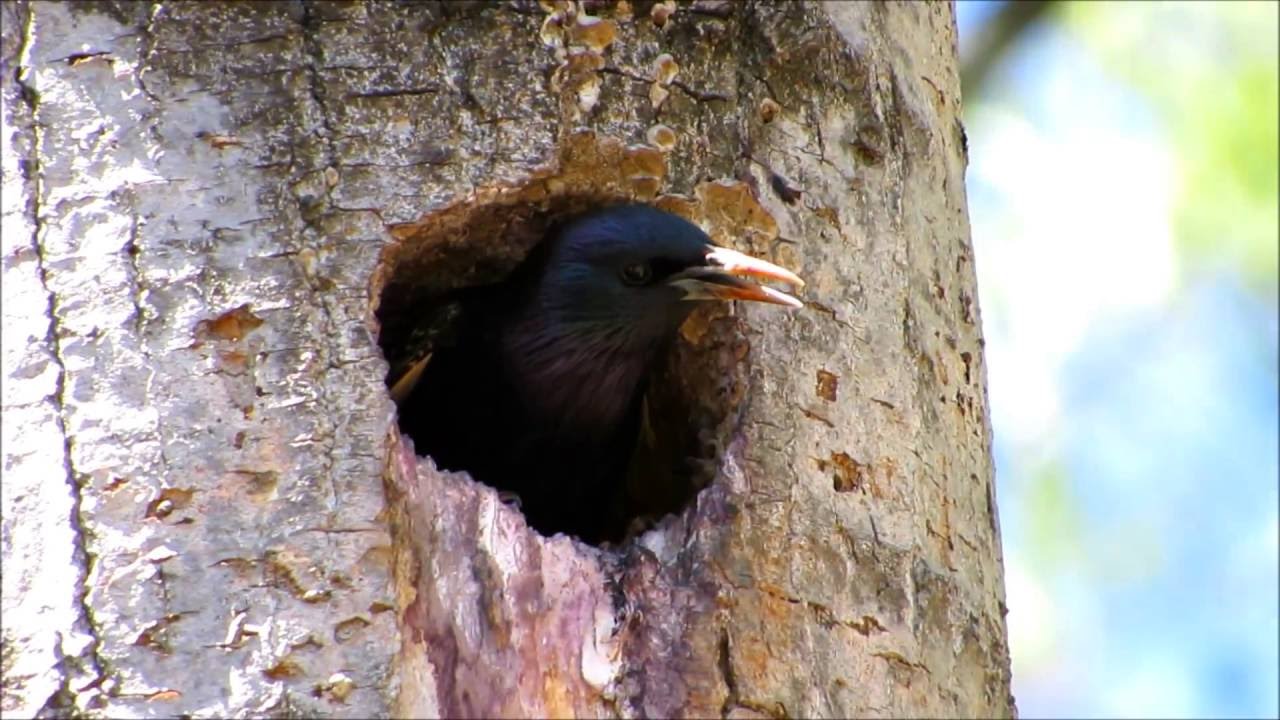 Estornino pinto adulto (Sturnus vulgaris): 