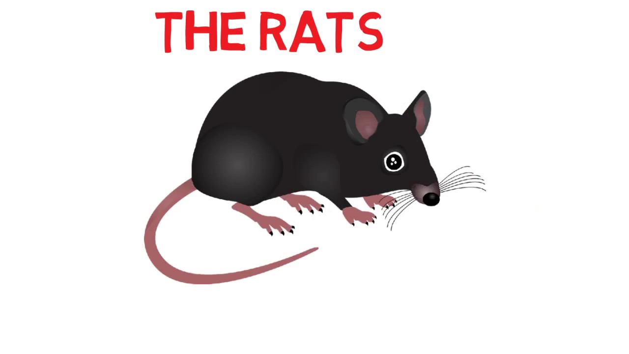 The Rat