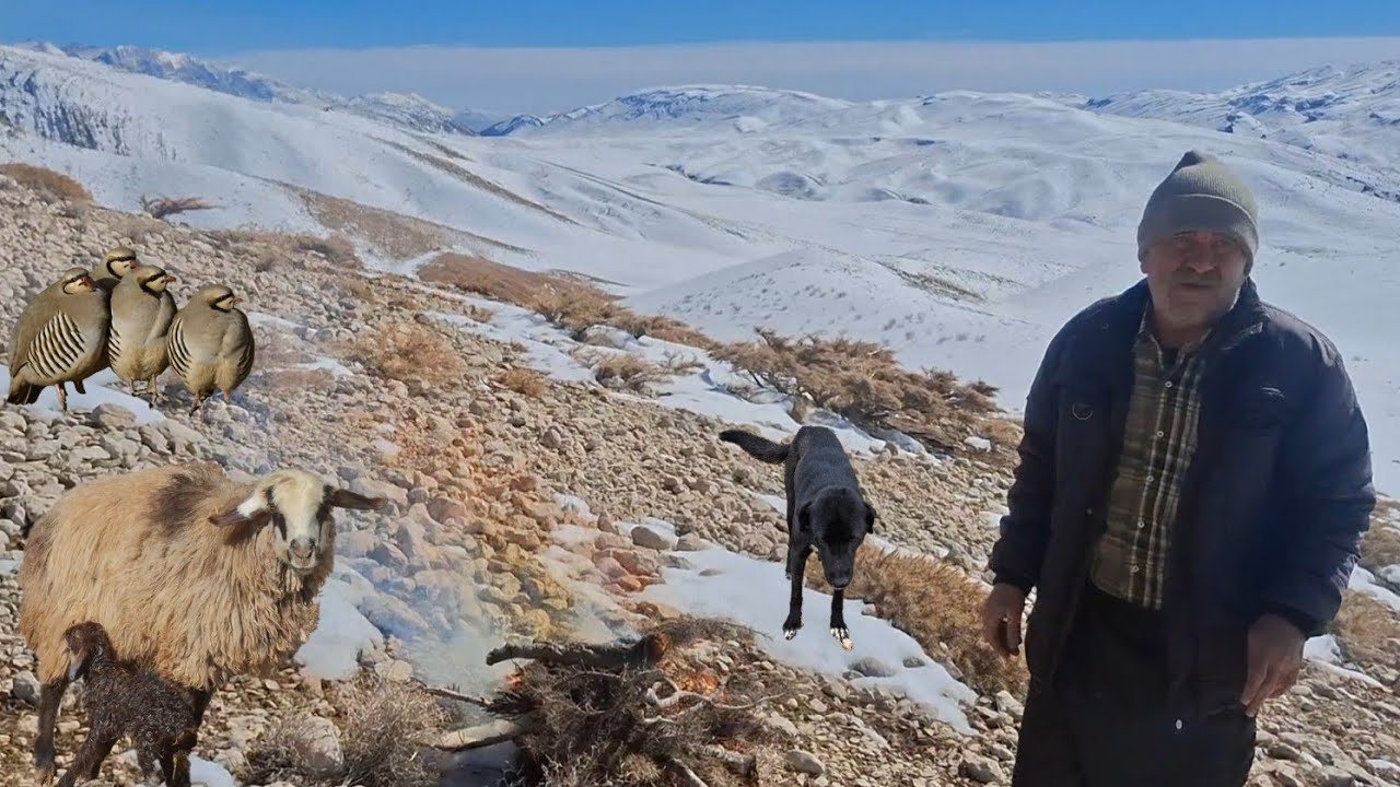 Snow-capped Zagros Mountains | The daily battle of nomads to get their sheep to pasture