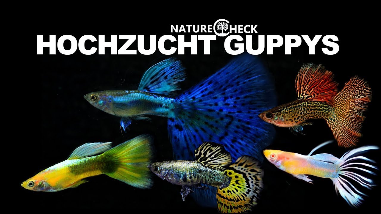 Hochzucht Guppys - Neue Zuchtformen & Farbvariationen