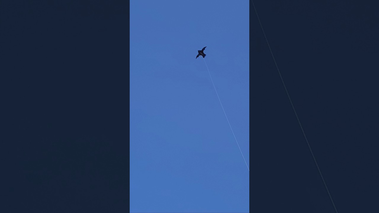 Eagle kite