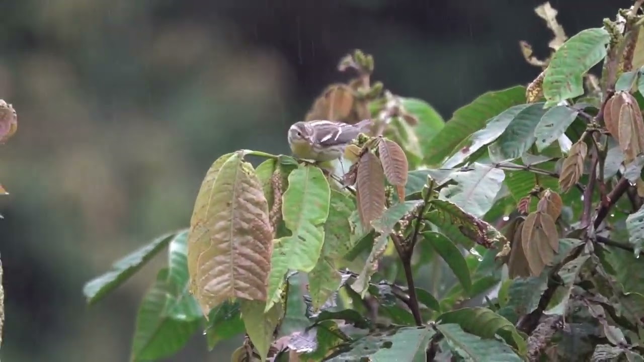 Ecuador birding December 18, 2025