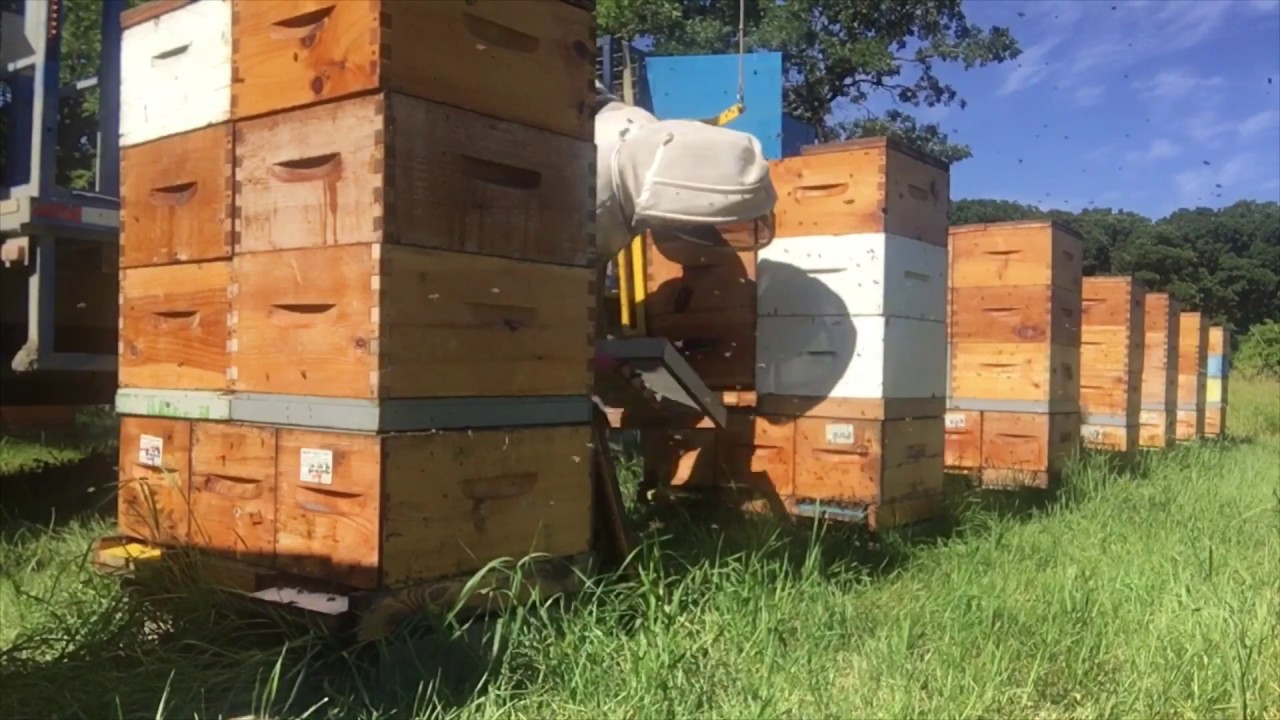 NO Robbing, NO Lifting, NO Blowing, NO Fumes, Collecting Honey - 08/21/2019